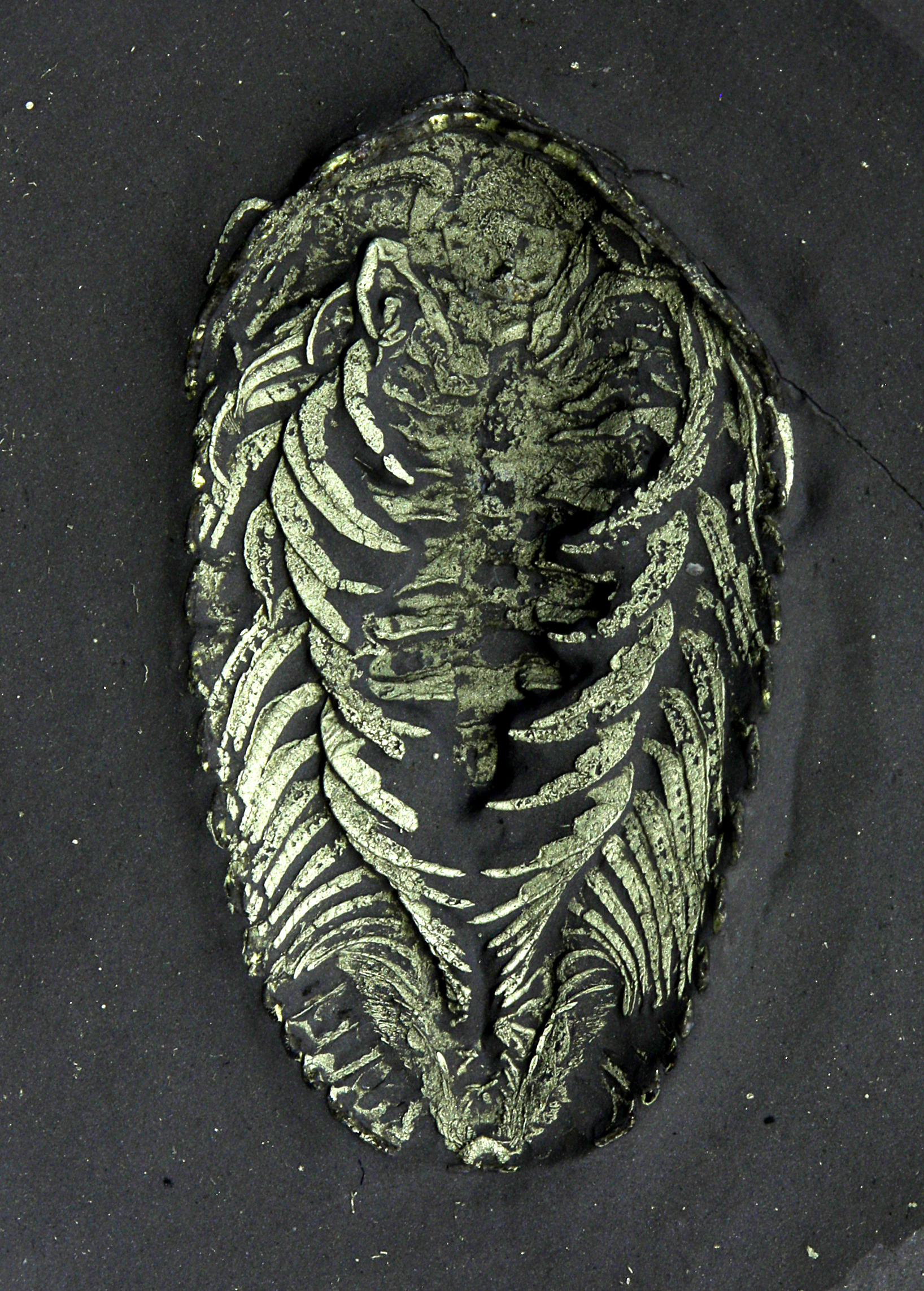 Rare ventral Gravicalymene cf. magnotuberculata trilobite from Beecher’s Trilobite Bed showing folded leg texture, 2.8 cm specimen