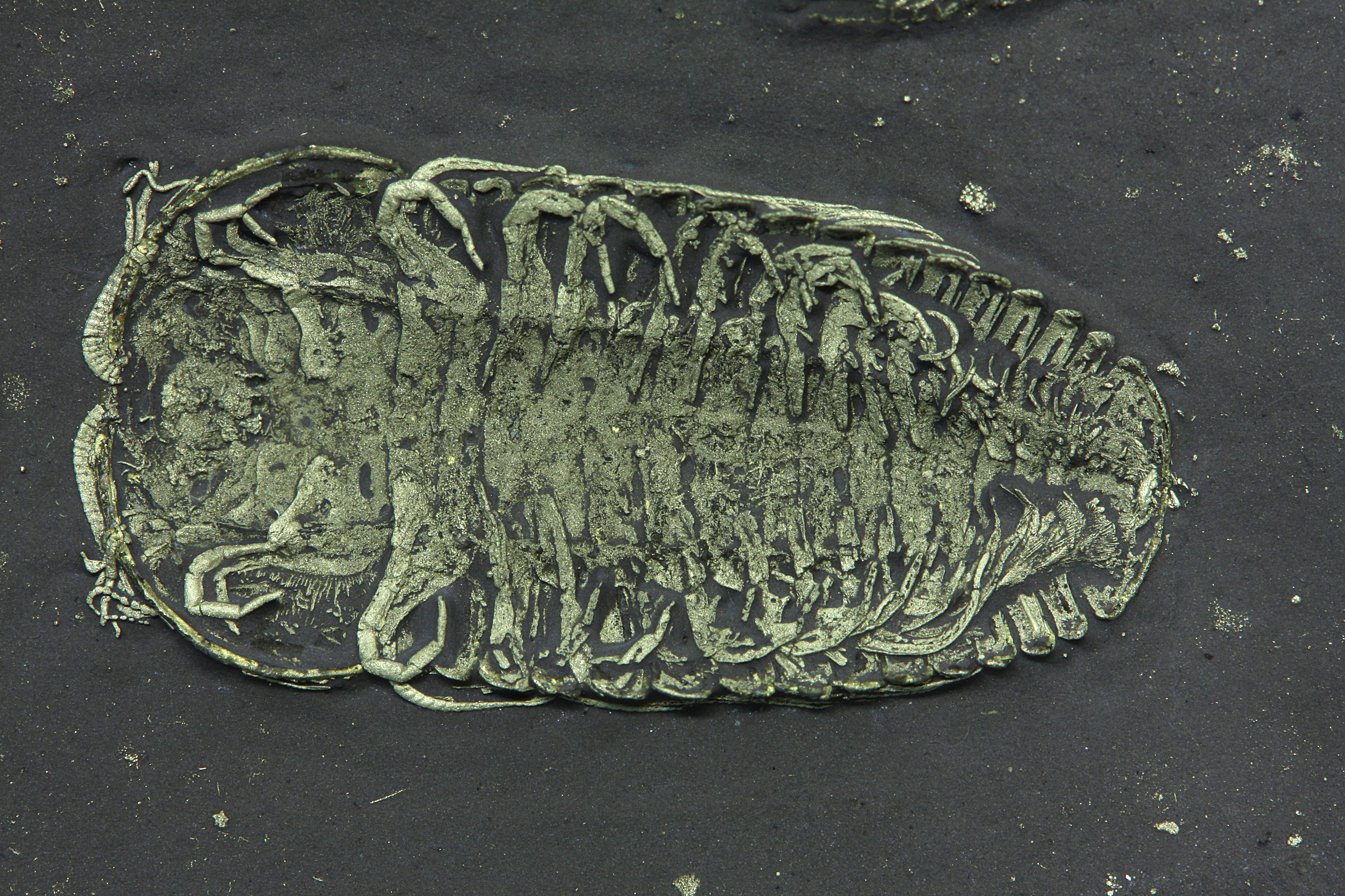 Exceptional ventral Triarthrus eatoni trilobite with folded legs, antennae, and preserved eggs from Beecher’s Trilobite Bed, 2.5 cm specimen
