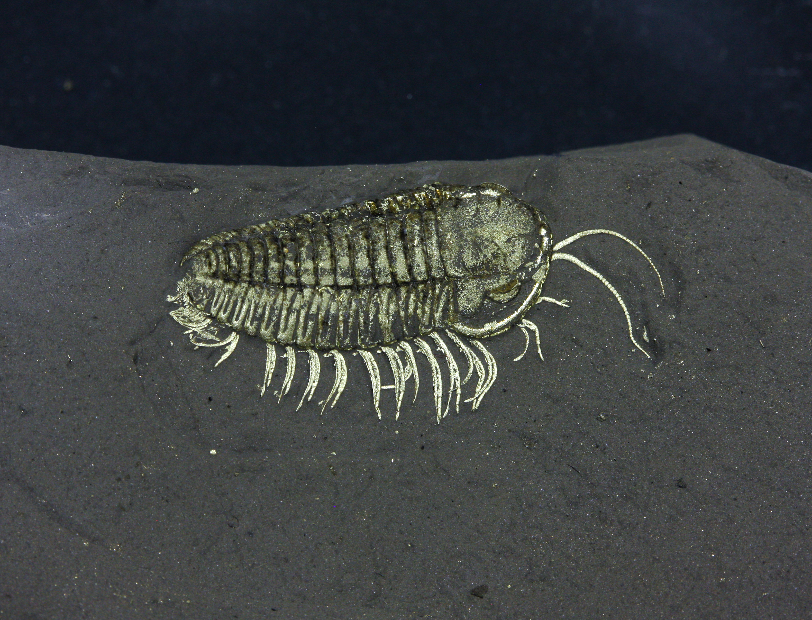 Large 3 cm Triarthrus eatoni trilobite preserved in swimming pose from Beecher’s Trilobite Bed