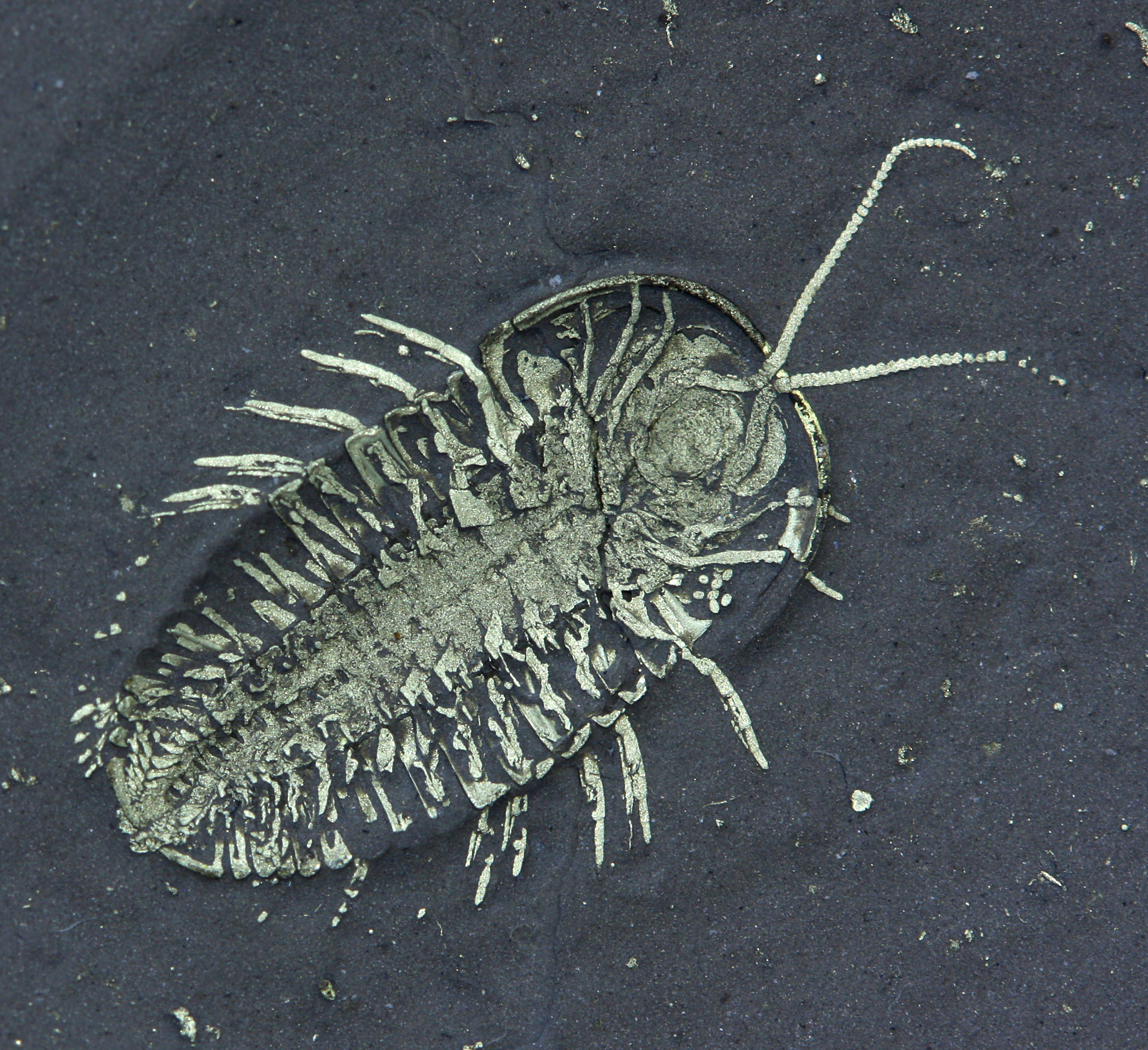 Triarthrus eatoni trilobite with cluster of preserved eggs from Beecher’s Trilobite Bed, type specimen for trilobite egg preservation, 1 cm