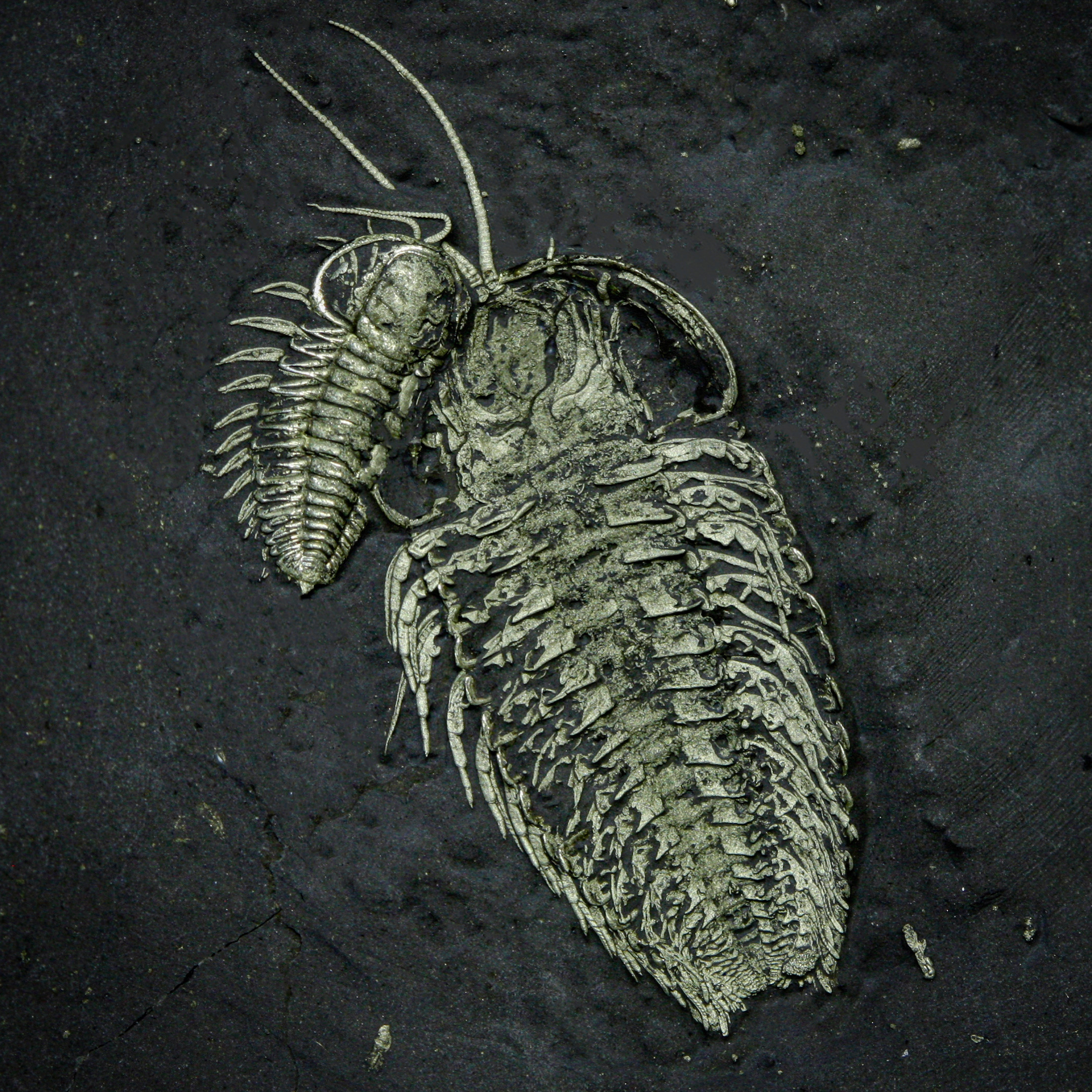 Two Triarthrus eatoni trilobites in close physical association from Beecher’s Trilobite Bed, largest 2.8 cm