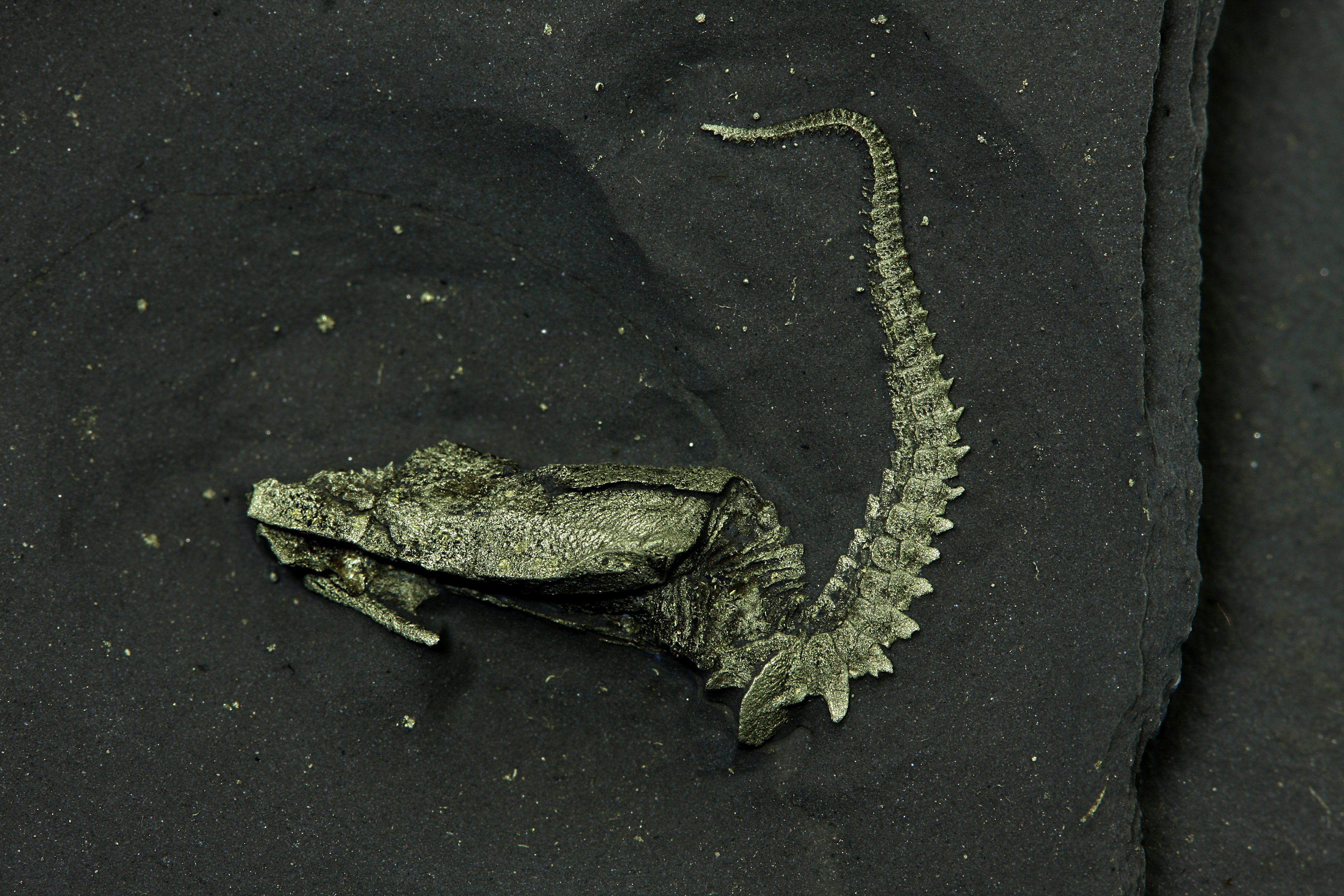 Rare carpoid Enoploura popei with preserved tube feet from Beecher’s Trilobite Bed, 3 cm specimen