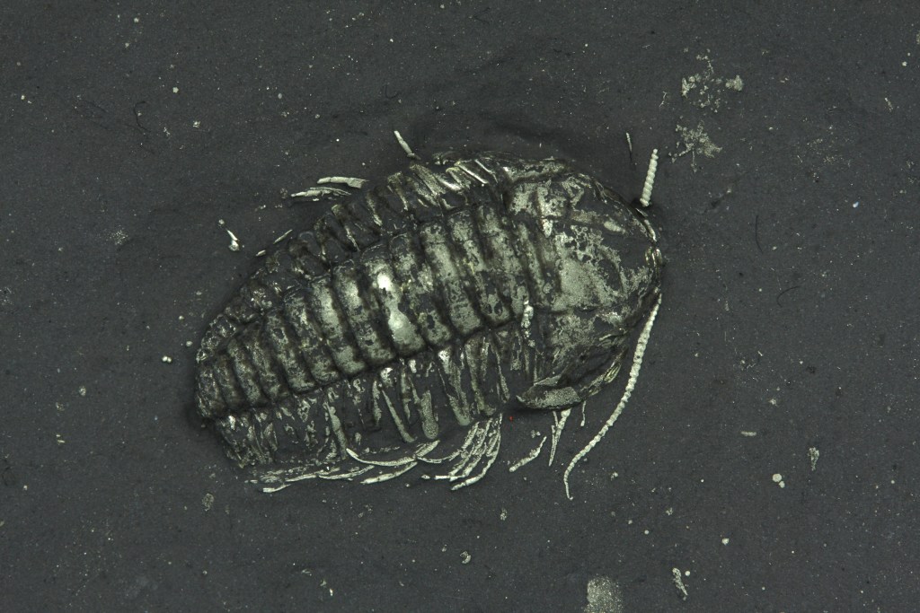 Triarthrus eatoni trilobite