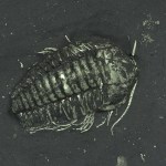 Triarthrus eatoni trilobite