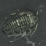 Triarthrus eatoni trilobite