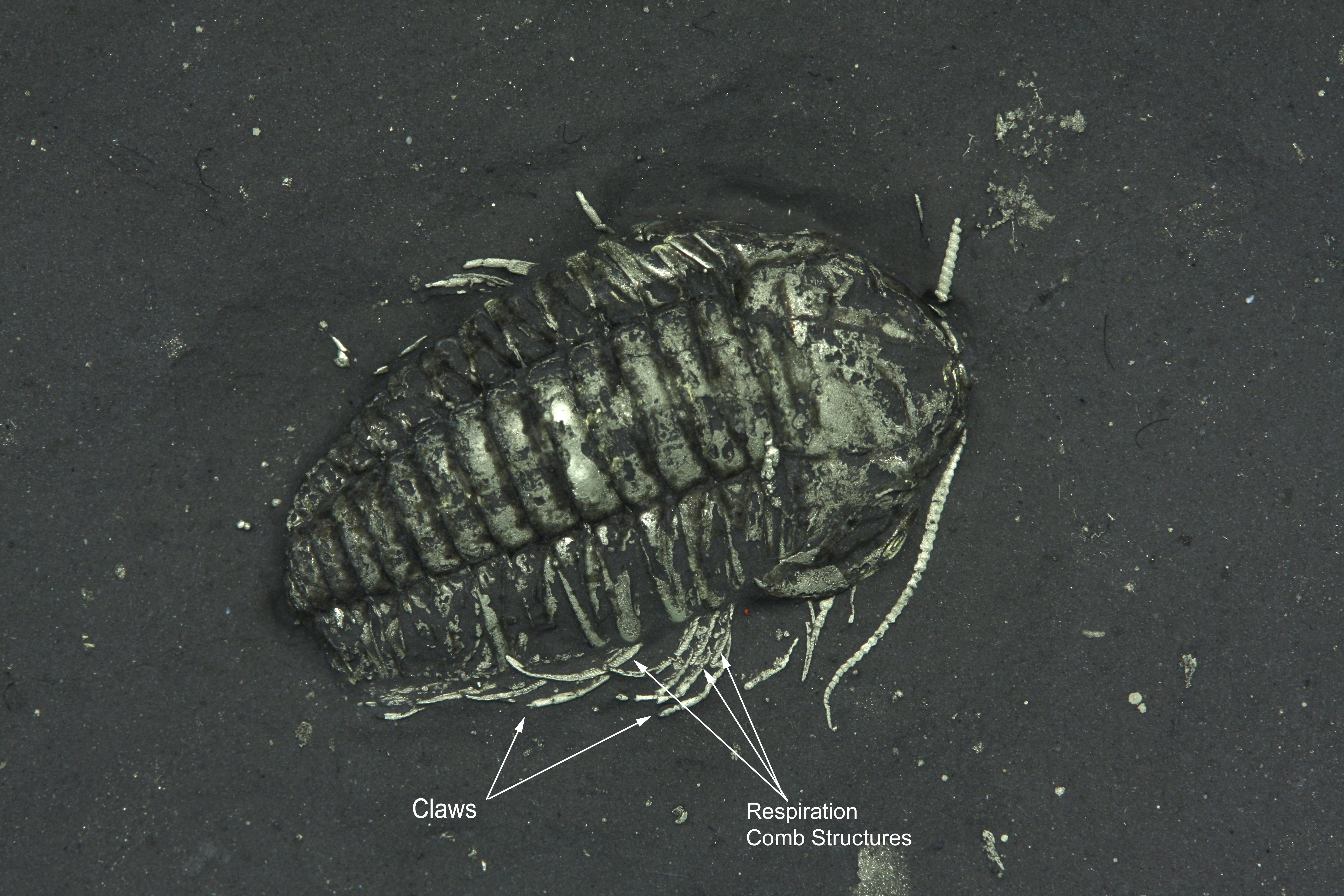 Triarthrus eatoni trilobite