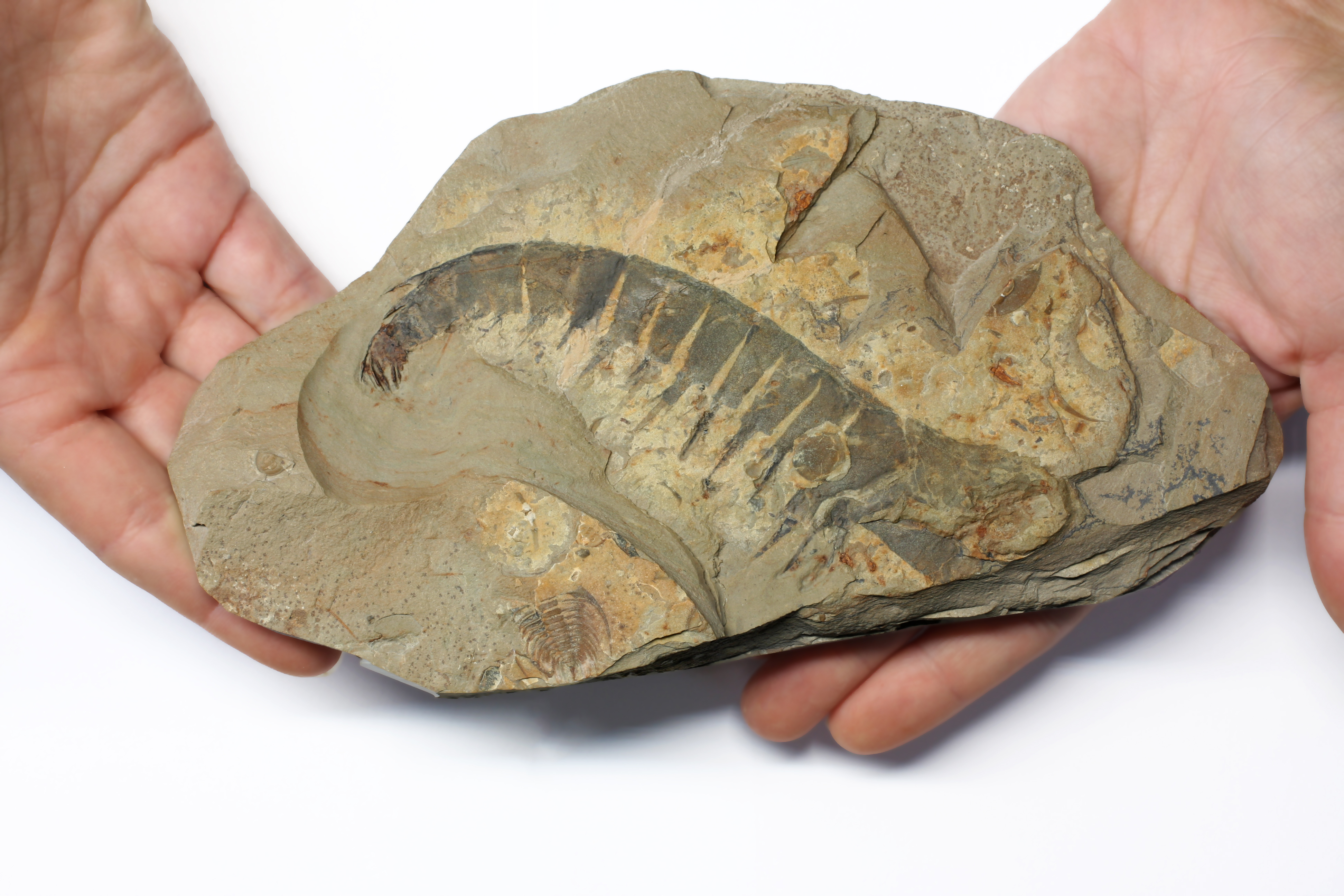 An incredible 14cm example of Anomalocaris saron from the Lower Cambrian of Nevada. This specimen preserves exoskeleton surface detail and is 3D. Likely the finest example of a frontal appendage from the Lower Cambrian.