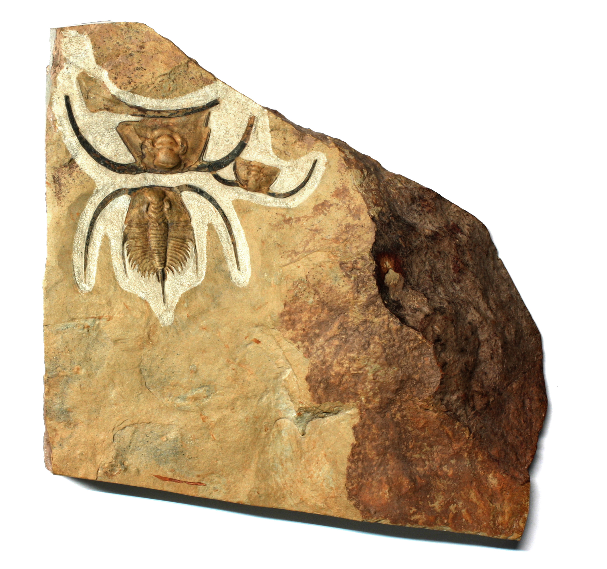 Association of Bristolia insolens trilobites on matrix from the Pioche Formation, Nevada – classic Early Cambrian fossil assemblage