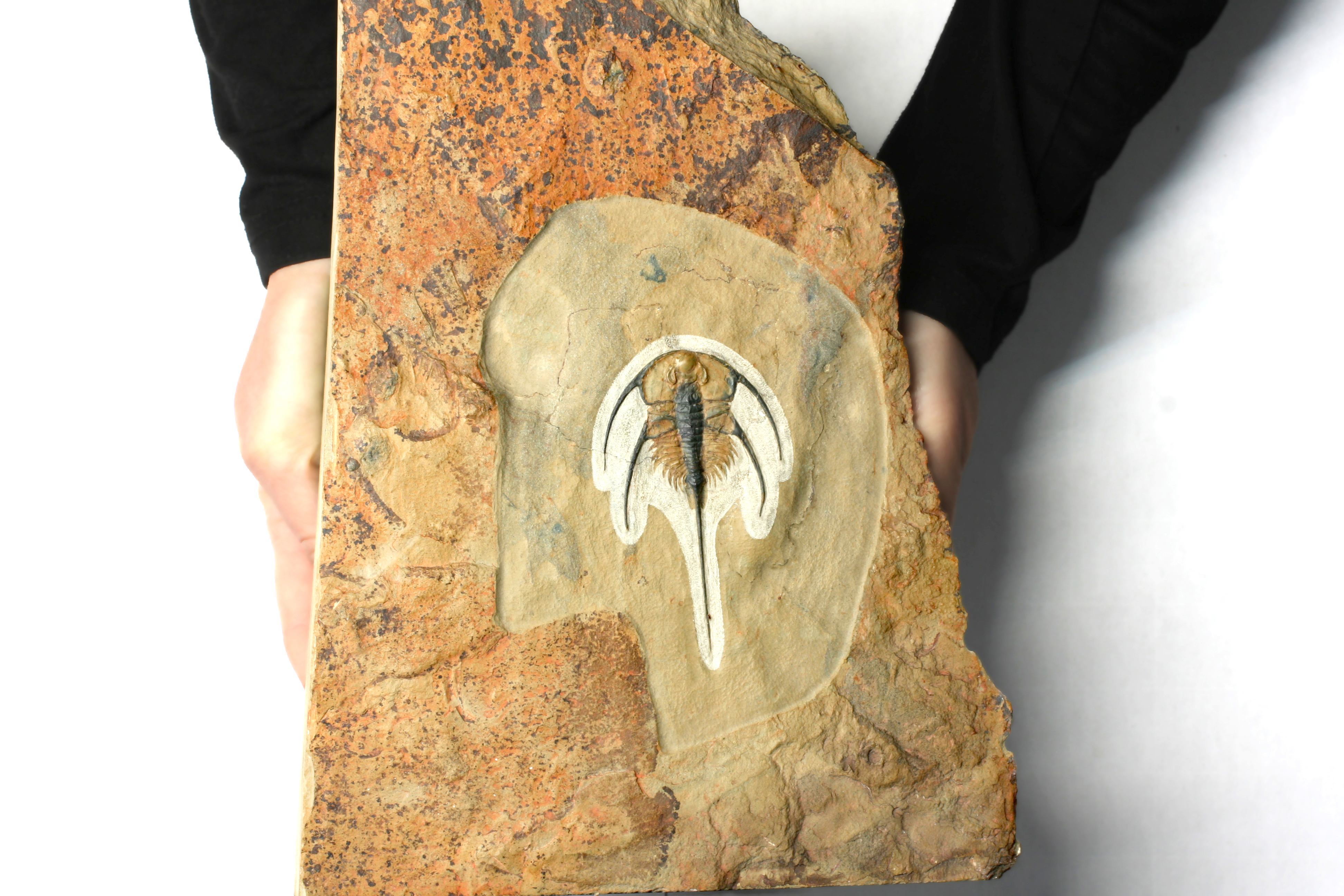 Beautifully preserved single Bristolia bristolensis trilobite specimen highlighting genal spines and exoskeleton detail, Pioche Formation