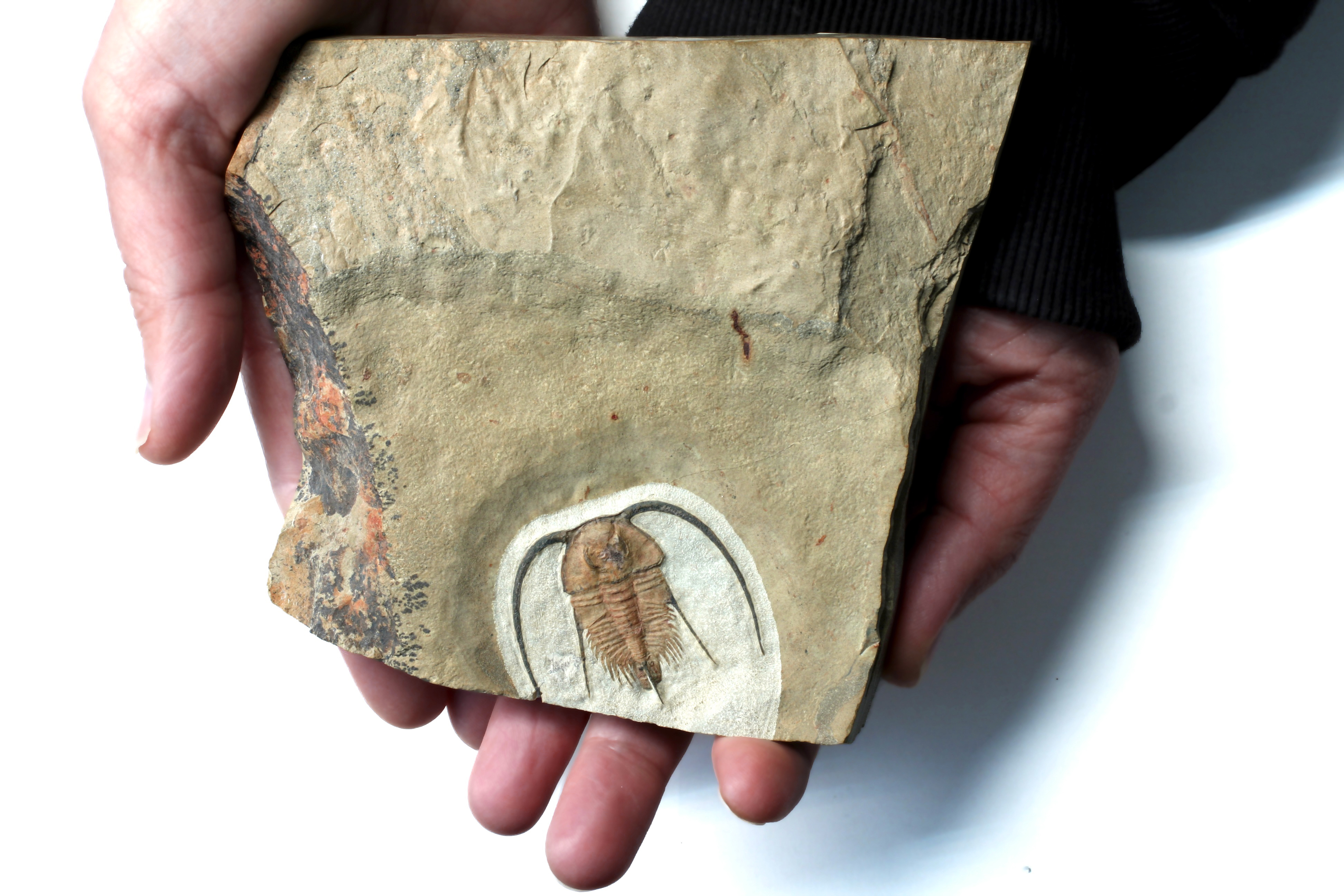 Bristolia insolens trilobite showing genal spines and thoracic segments, one of the most iconic Early Cambrian trilobites from Nevada