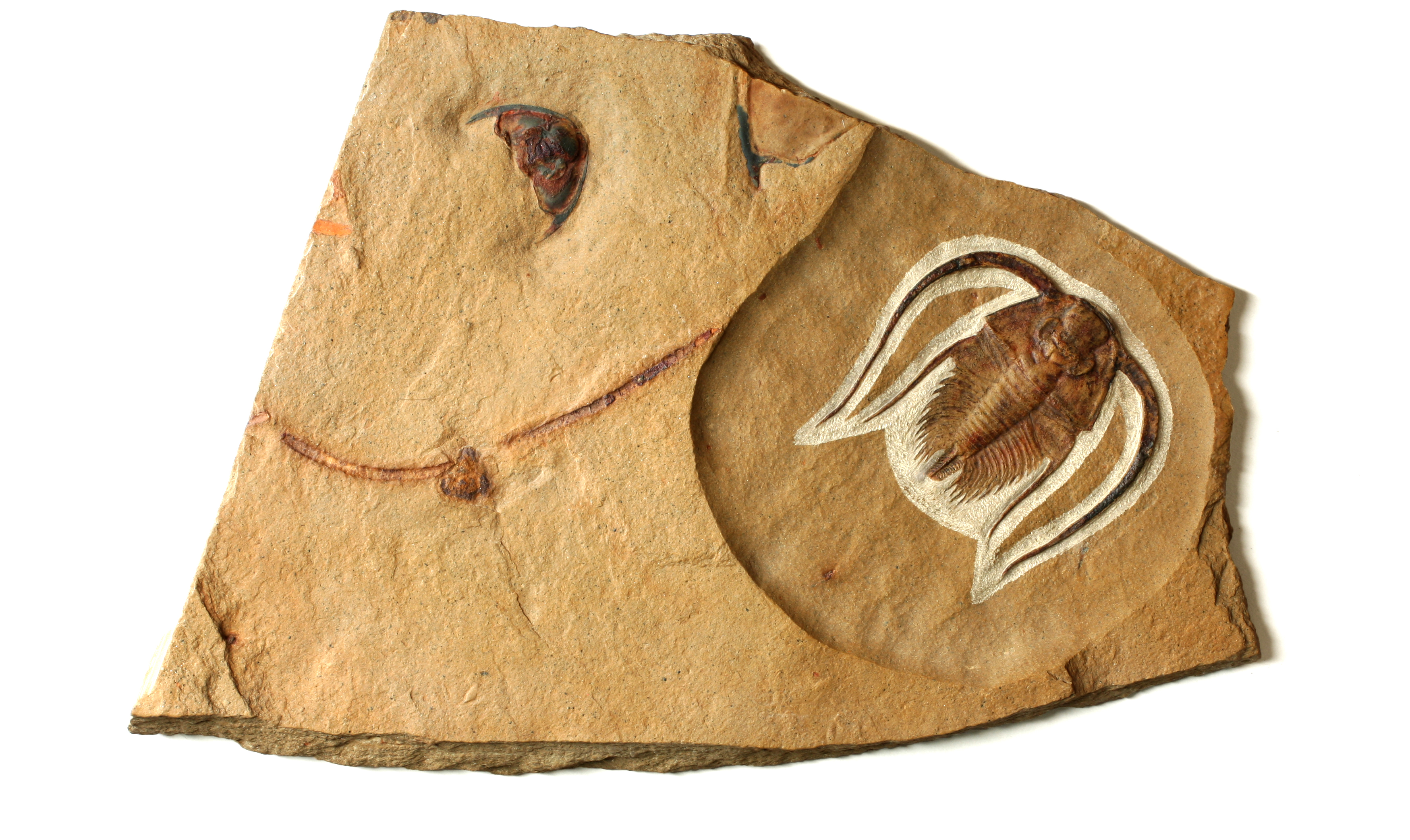 Bristolia insolens trilobite from the Early Cambrian Pioche Formation, Nevada – exceptionally preserved complete specimen showing classic spiny morphology