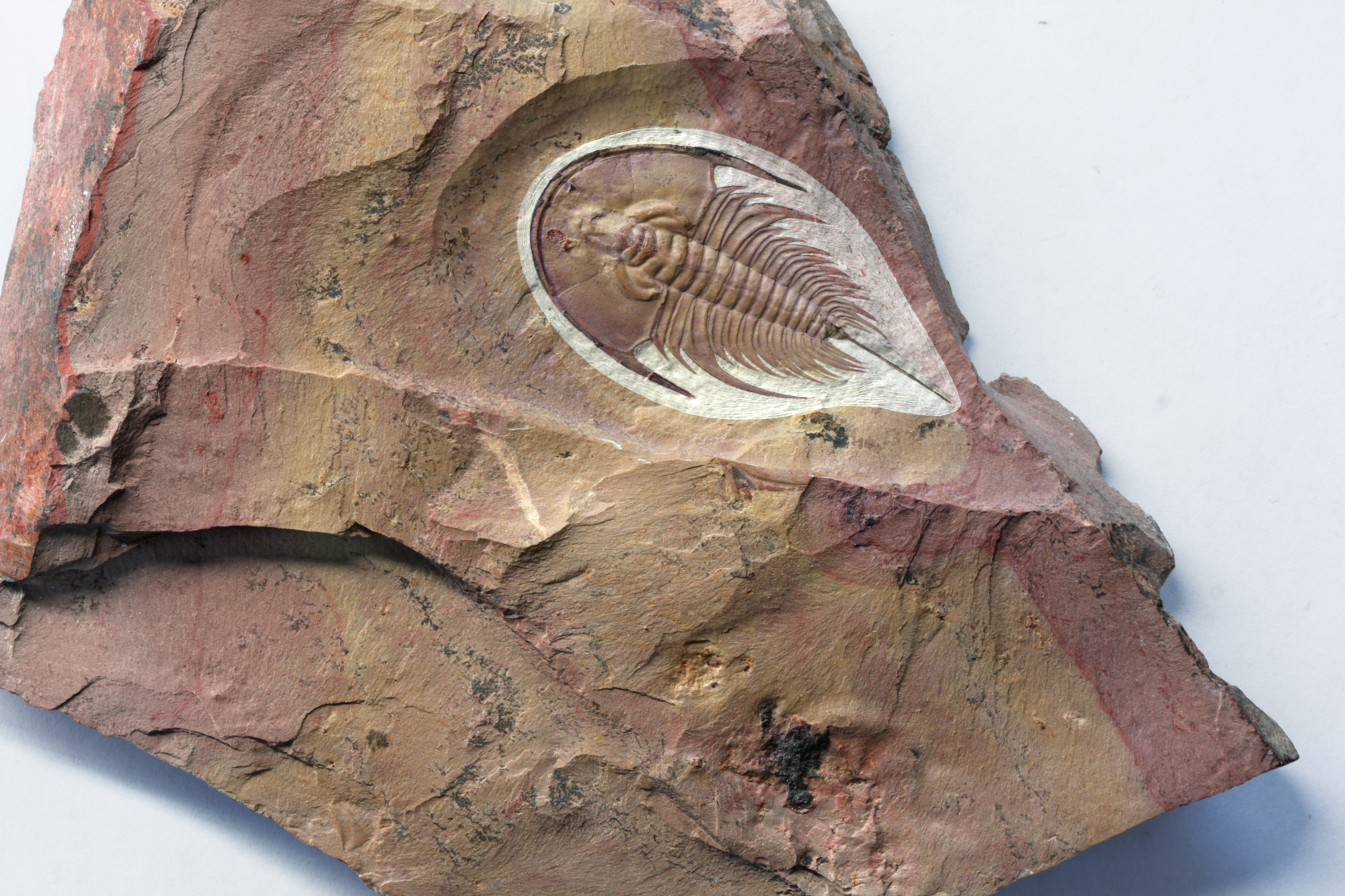 Absolutely stunning example of Olenellus chiefensis on purple and red matrix.