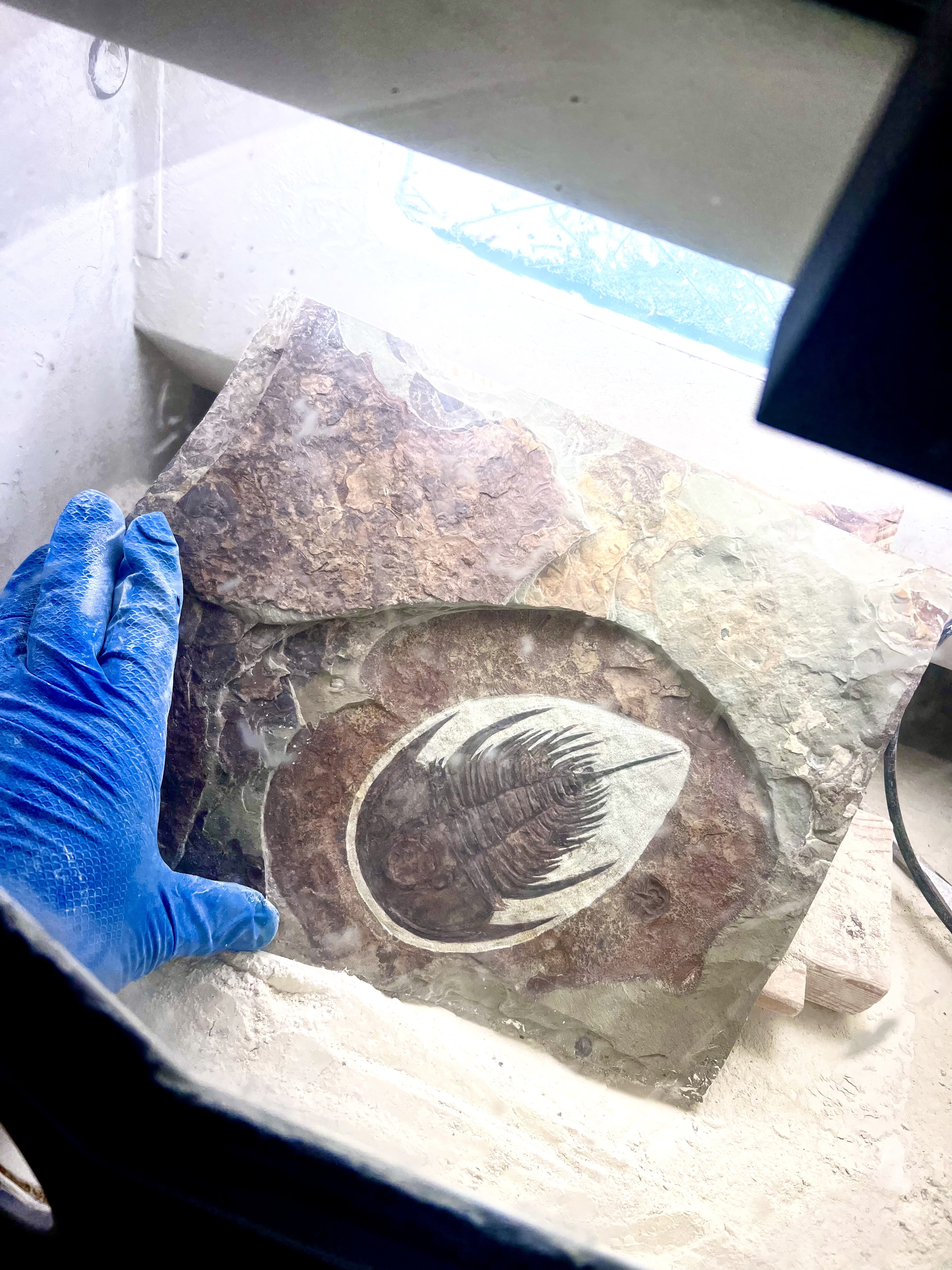 A large Mesonacis fremonti nearing completion in the preparation lab. Easily one of the finest and most aesthetic examples of the species.