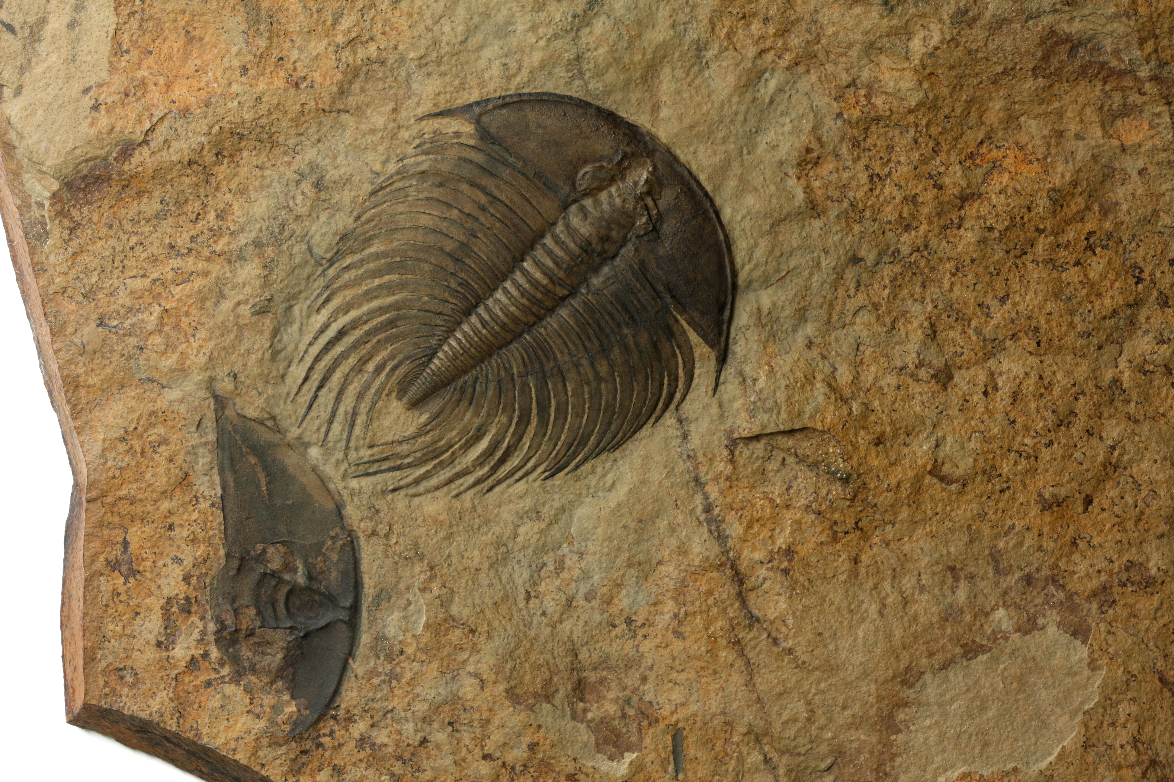 Nevadia weeksi trilobite