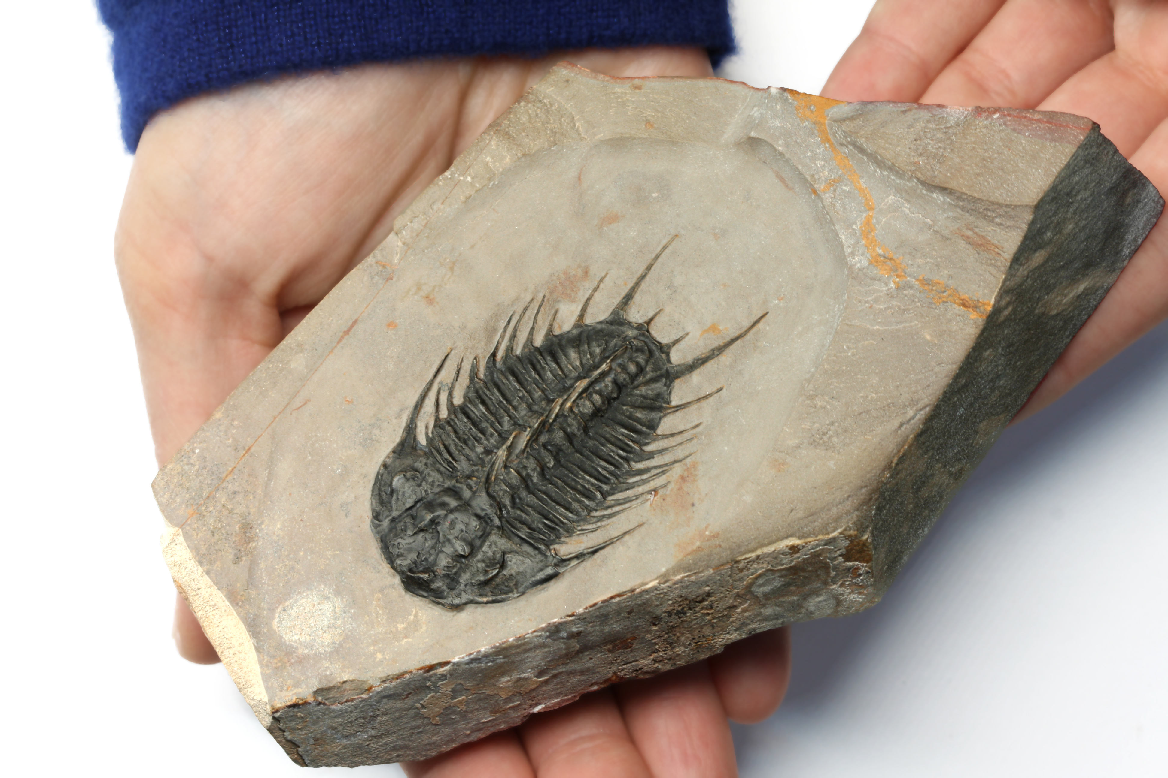 Absolutely perfect 6.7cm Olenoides nevadensis.