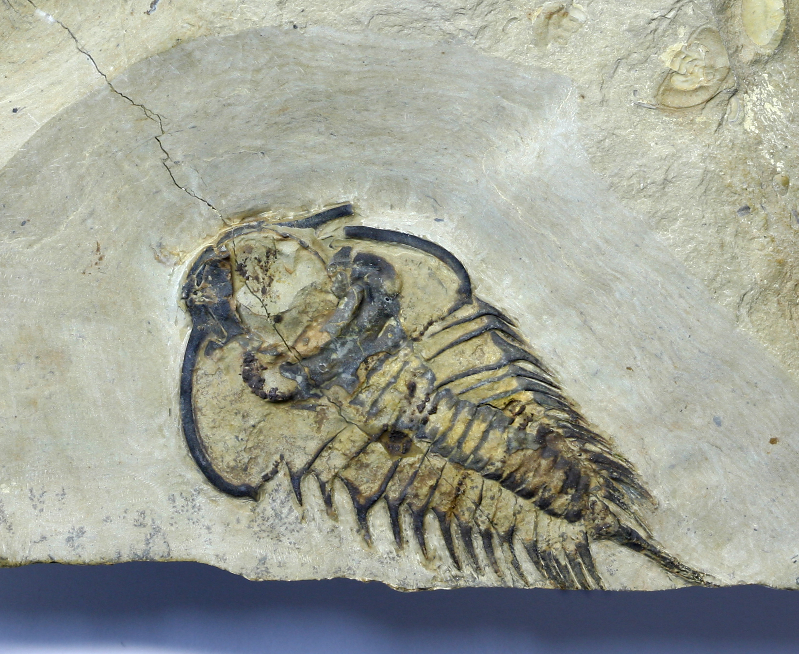 Very large and mineralized Bolbolenellus brevispina. This specimen measures nearly 7cm.
