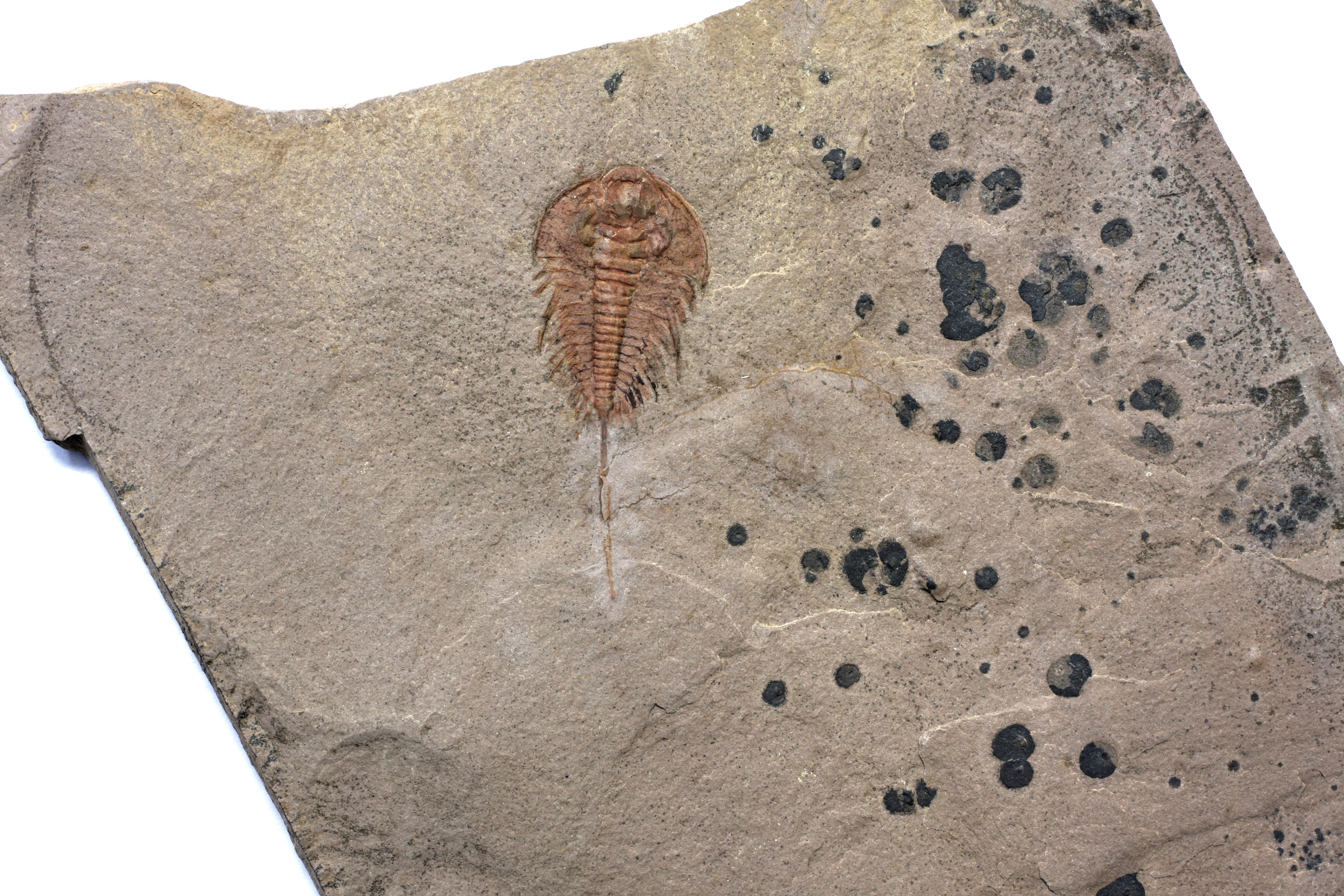 A large 4cm Bolbolenellus brevisoina. This perfect specimen communicates the low preservational state of these rare trilobites.