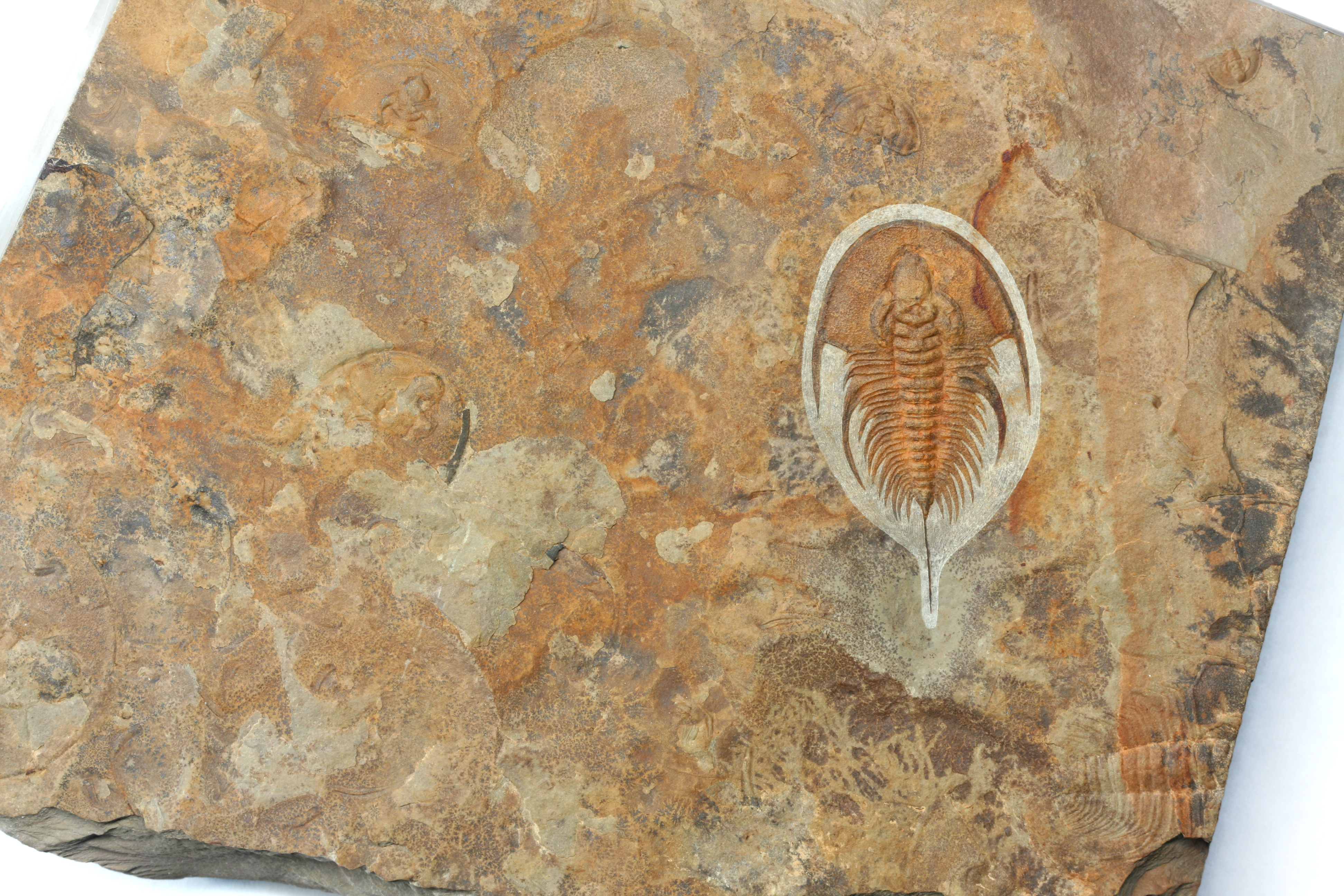 Large Olenellus chiefensis preserved in vivid orange, likely expressed from included iron.