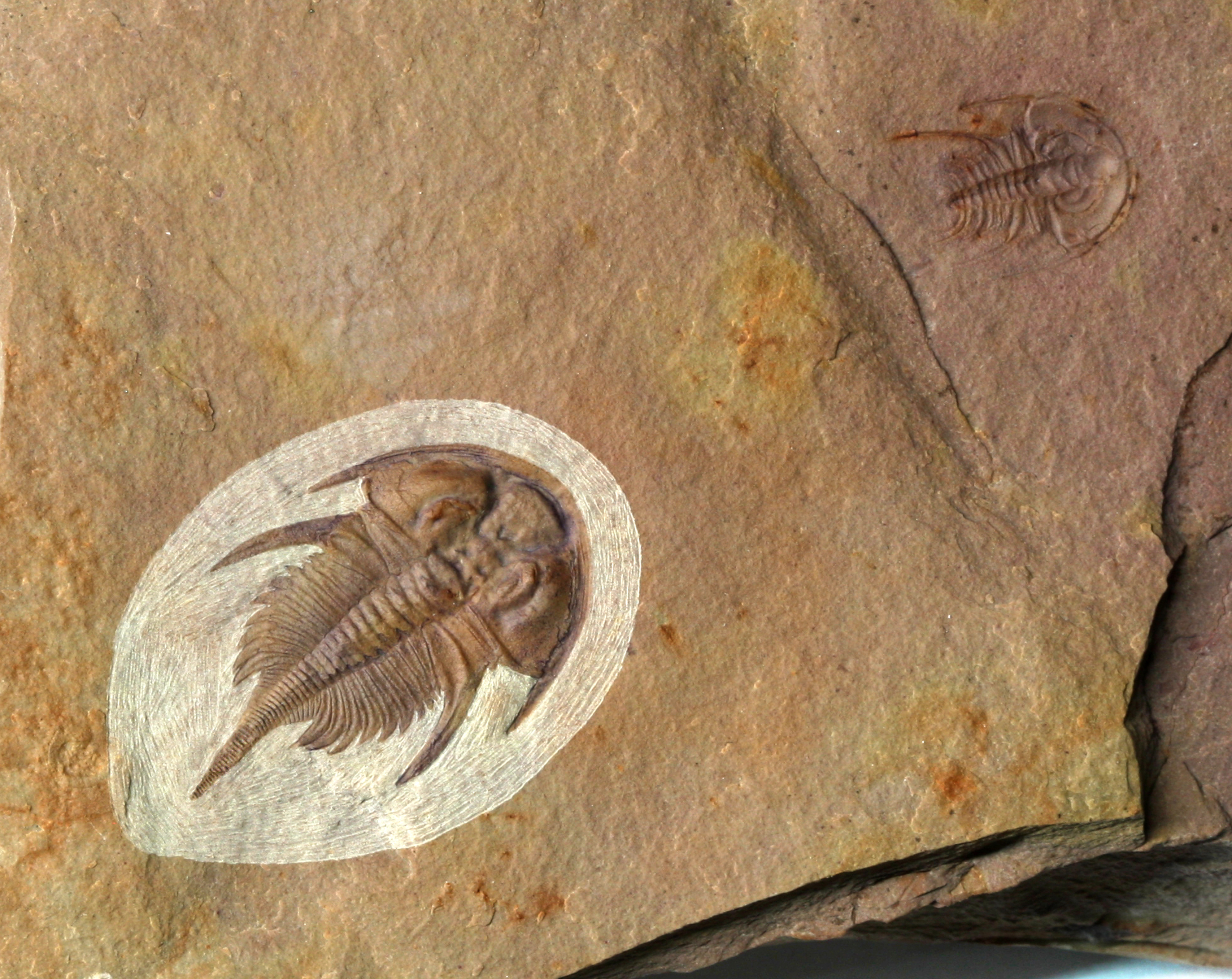 A large 2.7 cm Nephrolenellus geniculatus specimen with an extended opistothorax. Note the small impression of an Olenellus gilberti in close association.