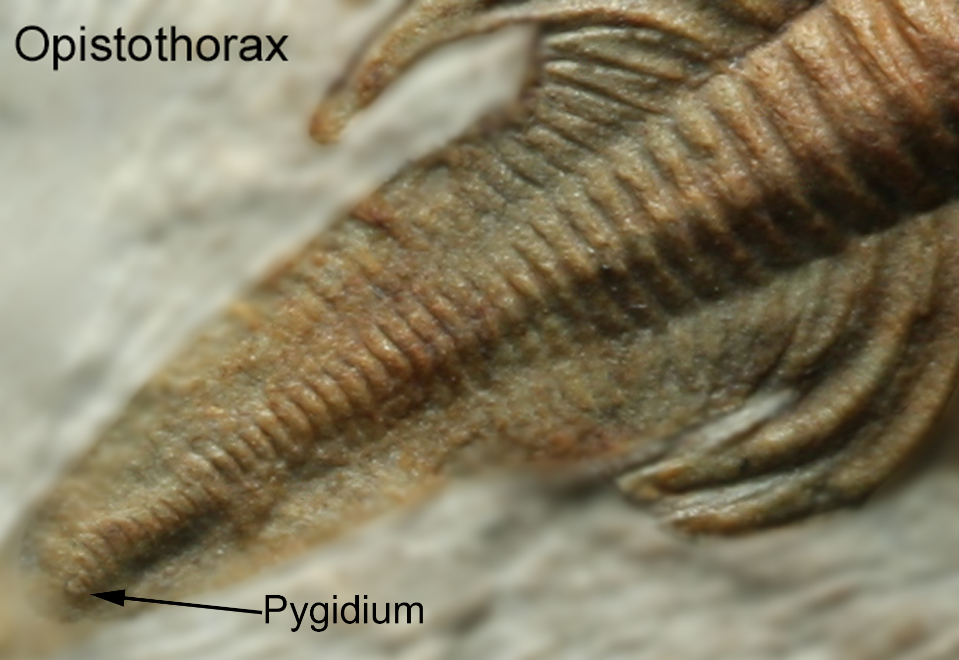 Close up on a near 40 segment opistothorax on Nephrolenellus geniculatus. Note the small button end on the terminus of the opistothorax which is likely the pygidium.