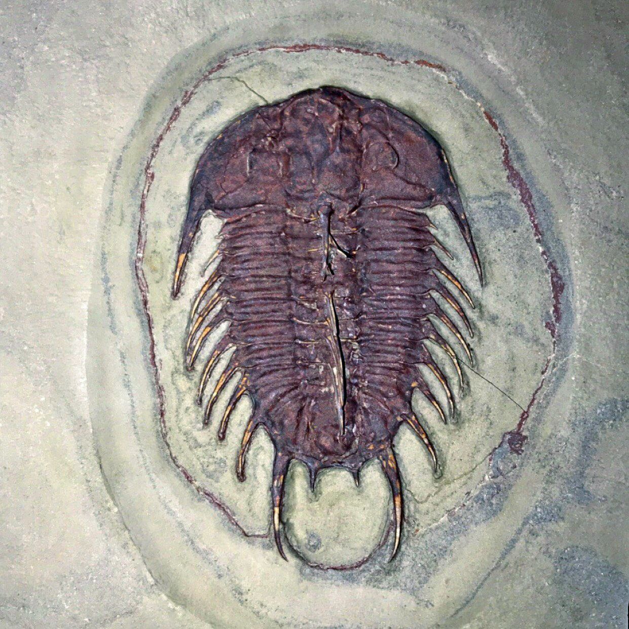 A stunning 6.5cm naturally red Olenoides nevadensis. This perfect specimen happened to be preserved in a red iron layer within the rock, giving it its vivid color.