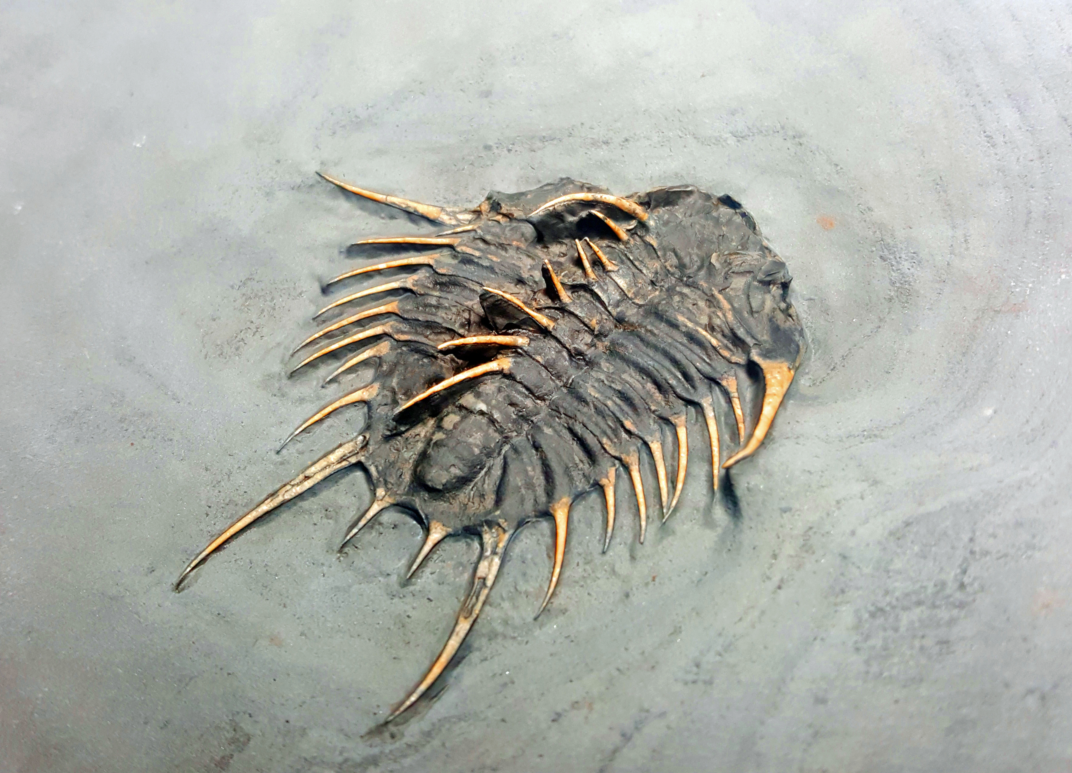 Stunning rear view of Olenoides nevadensis. This specimen has splayed out axial spines giving a unique look at the spine arrangement of the species. Note that the spines are naturally orange due to natural mineral oxidation.