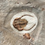 Peachella iddingsi Trilobite