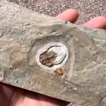 Peachella iddingsi Trilobite