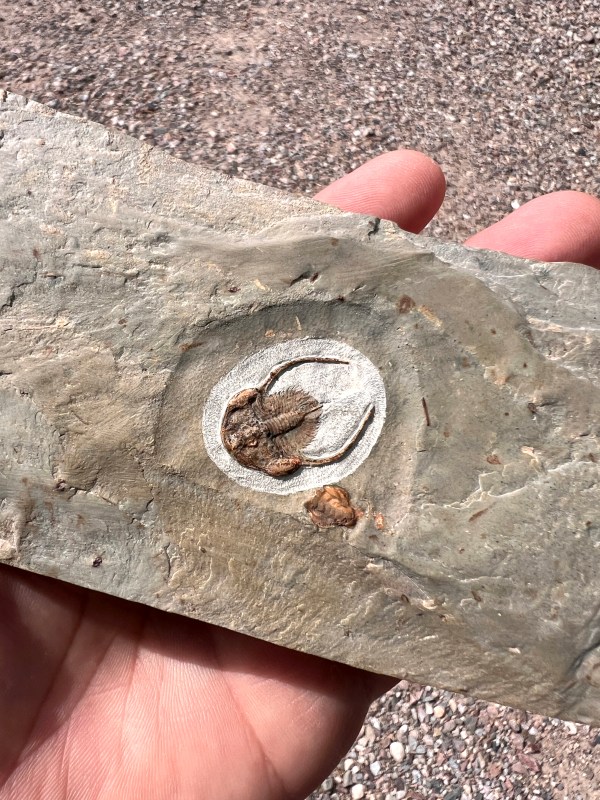 Peachella iddingsi Trilobite