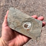 Peachella iddingsi Trilobite