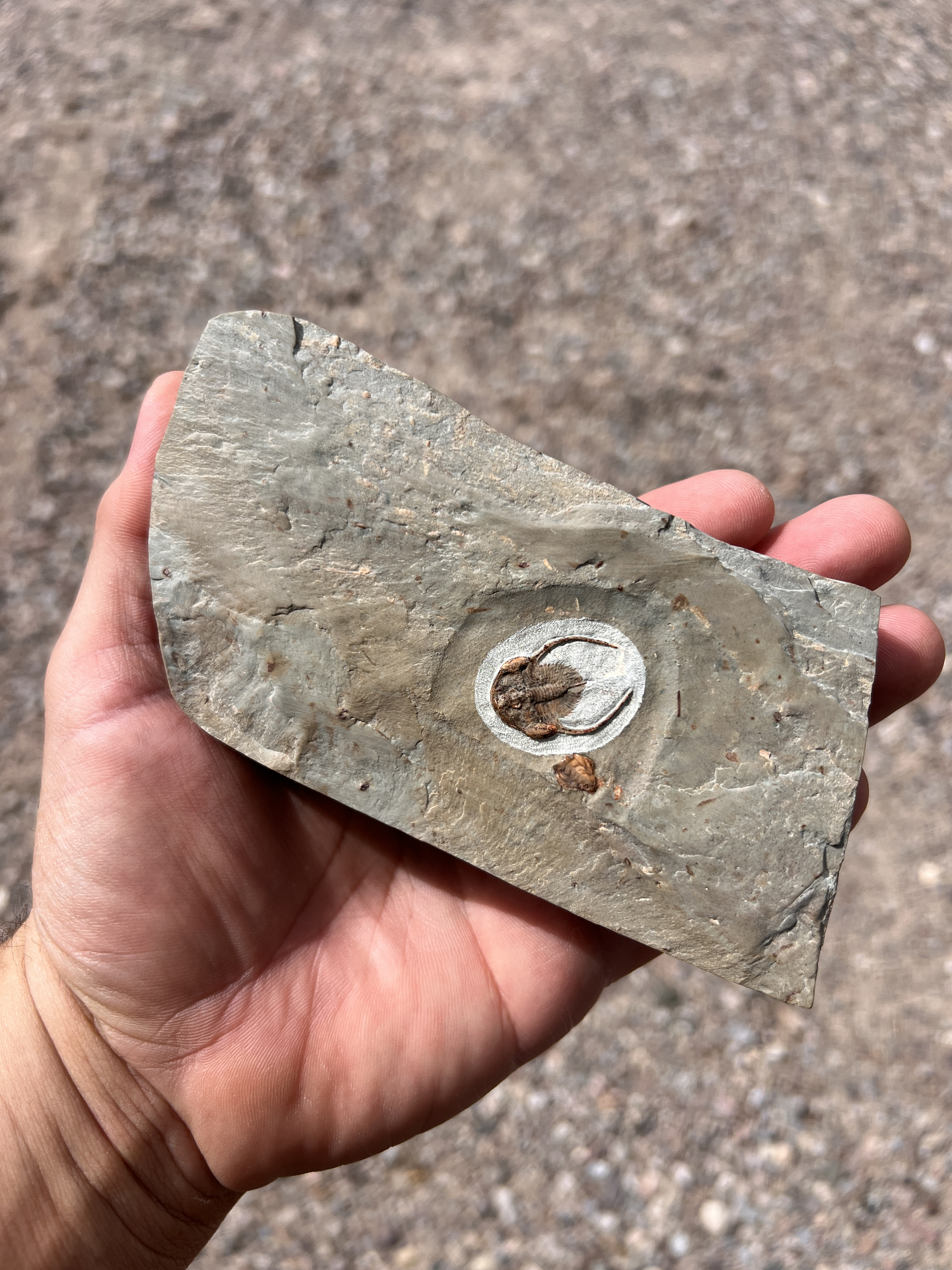 Peachella iddingsi Trilobite