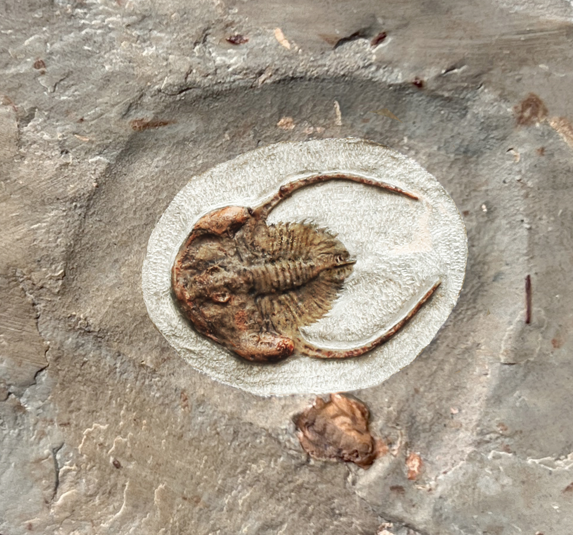 Peachella iddingsi Trilobite