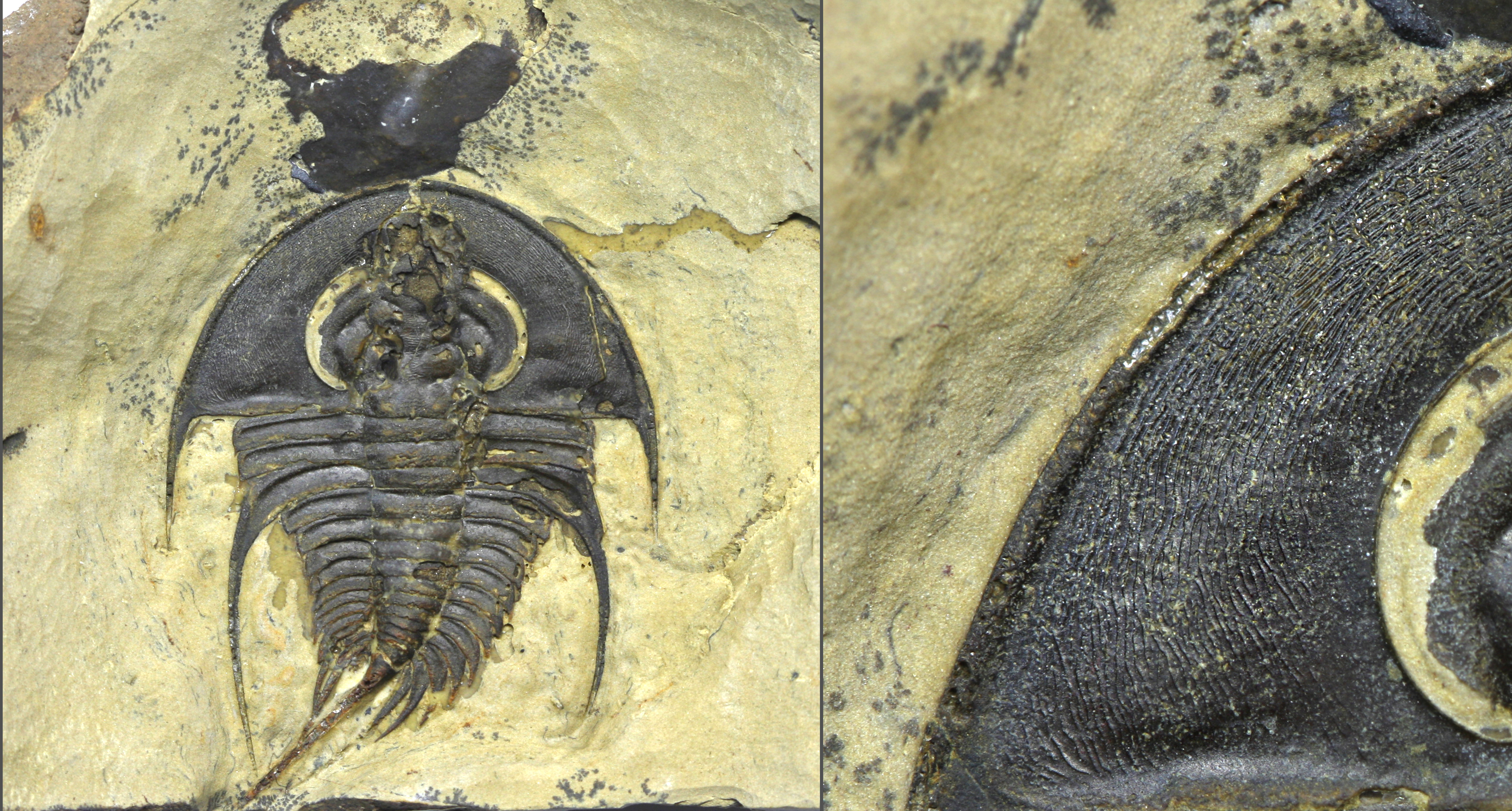 Unusual Olenellus cf. terminatus from the Pyramid Shale of Nevada. This strange morphotype exhibits a wider, flatter cephalon and shorter thorax. Exceptional preservation of the exoskeleton surface shows raised terrace patterns resembling finger prints. These raised ridges may have strengthened the cuticle, aided in generating friction during sediment interaction, provided extra sensory function or served as a species recognition display.